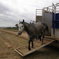 Anden særlig race - Wybelina's Scruffy Bear 