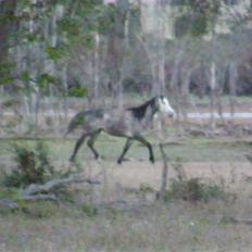 Anden særlig race - Wybelina's Scruffy Bear 