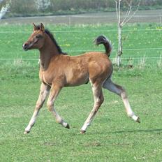 Arabisk fuldblod (OX) IA Halimah Bint Ibriiz