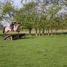 Welsh Partbred (Sec F) Kildegård Laura 