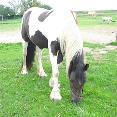 Barockpinto La Santa