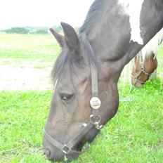 Barockpinto La Santa