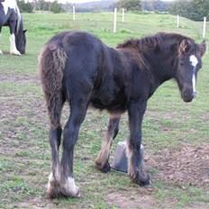 Tinker Little Purple Turtle