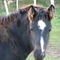 Tinker Little Purple Turtle
