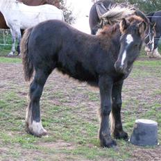 Tinker Little Purple Turtle