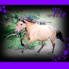 Fjordhest /Pinto Fie