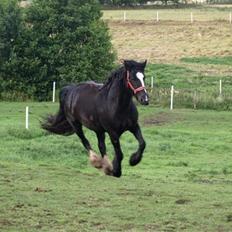 Tinker Shenannigan (Smulder)