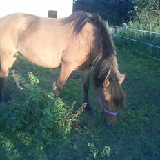 Fjordhest /Pinto Fie