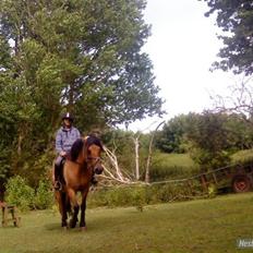 Fjordhest /Pinto Fie