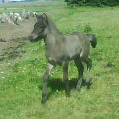Islænder Ari fra Maag