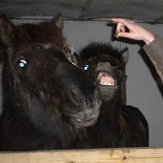 Islænder Ari fra Maag