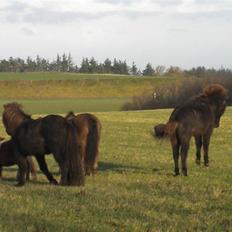 Islænder Ari fra Maag