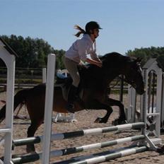 Tysk Sportspony Tequila 