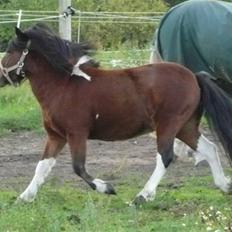 Anden særlig race Magnus