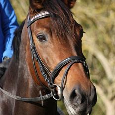 Dansk Varmblod Magic Charity *R.I.P*