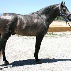 Pura Raza Española Bandolero CXLII  (Solgt.)