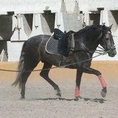 Pura Raza Española Bandolero CXLII  (Solgt.)
