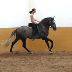 Pura Raza Española Bandolero CXLII  (Solgt.)