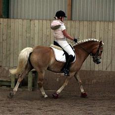 Haflinger Aphrodite Vant Tempelshof