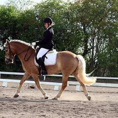 Haflinger Aphrodite Vant Tempelshof
