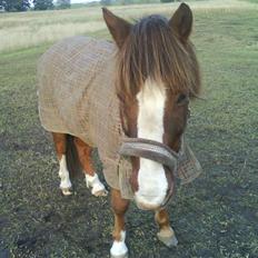 Anden særlig race Pixie