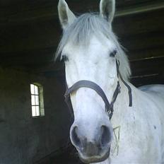 Anden særlig race | Flaks |Soulmate † R.I.P