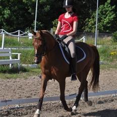 Hollandsk Sportspony Safari (solgt)