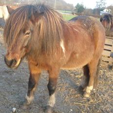 Islænder  Fafnir (gl. part)