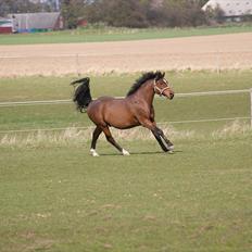 Anden særlig race | Forza Maldini | *UDLÅNT*
