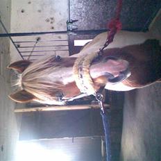 Anden særlig race Indianpaint gm.part R.I.P