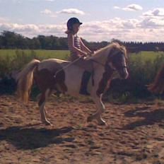 Anden særlig race Indianpaint gm.part R.I.P