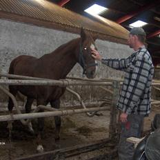 Dansk Varmblod # Goldie Birkely # R.I.P