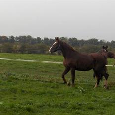 Dansk Varmblod # Goldie Birkely # R.I.P