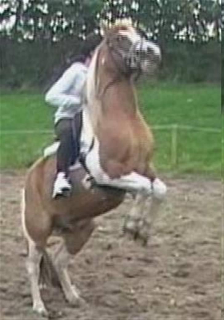 Anden særlig race mickey billede 1