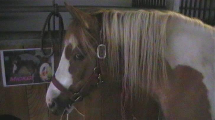 Anden særlig race mickey billede 2