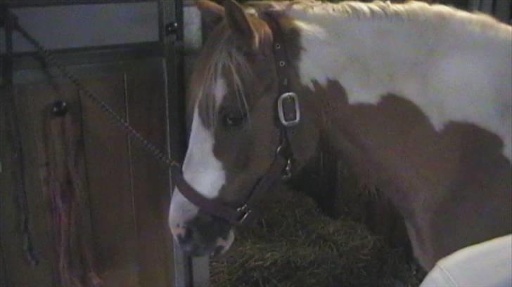 Anden særlig race mickey billede 3