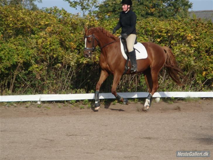 Dansk Varmblod  Butterfly  - SOLGT billede 9