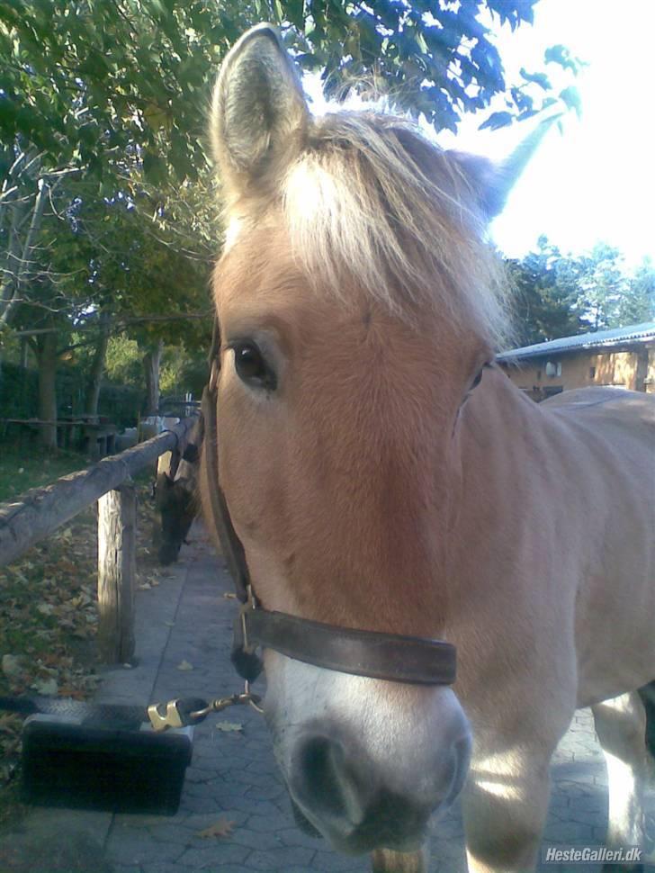 Fjordhest Bamse *RIP* billede 20