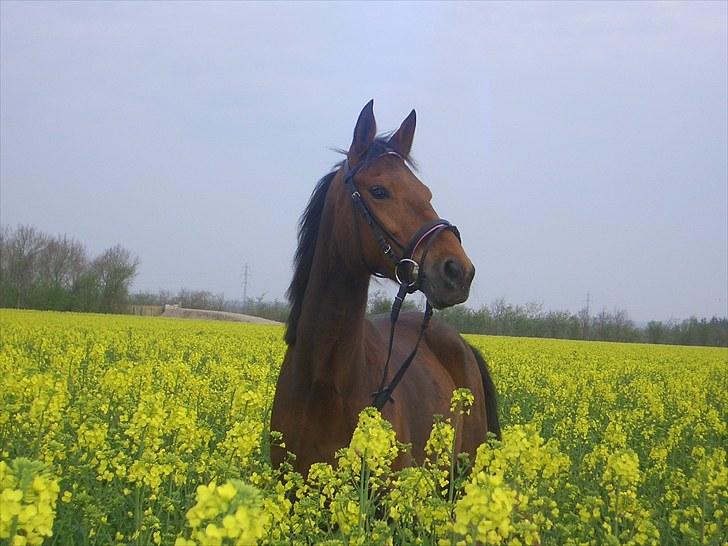 Traver stella (connie) - se lige en stolt ejer billede 14