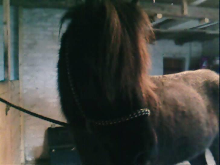 Islænder Fjalar Fra Løvemose<3 - Smukke billede 6