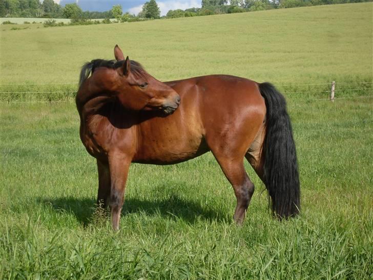 Connemara Hesselholts Rebel Queen - Queeny der klør sig ! ;b  <3 billede 7