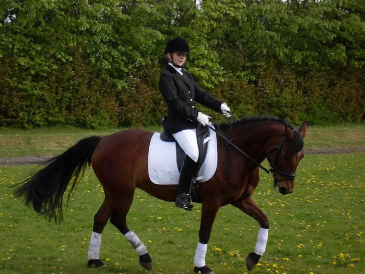 Connemara Hesselholts Rebel Queen - opvarmning til stævne i Nordborg ;) <3 billede 8