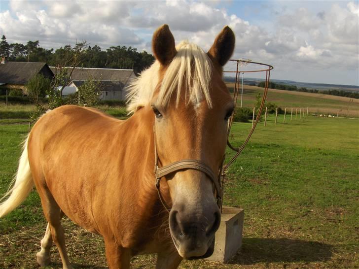 Haflinger kløv´s puk  billede 11