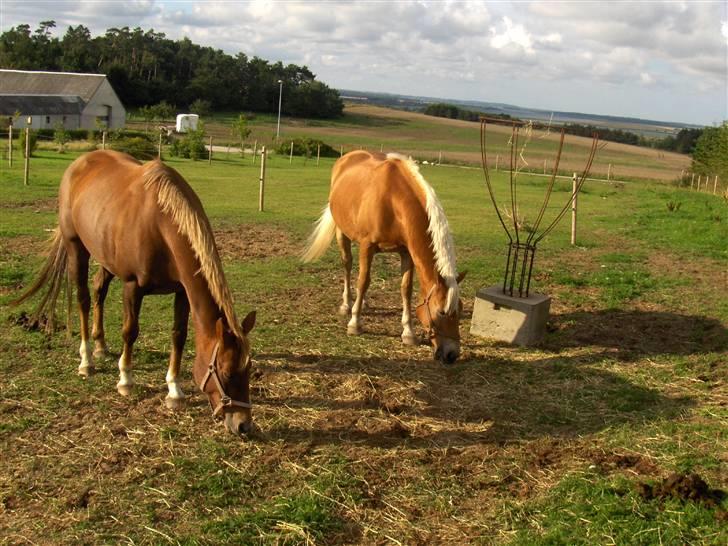 Haflinger kløv´s puk  billede 12