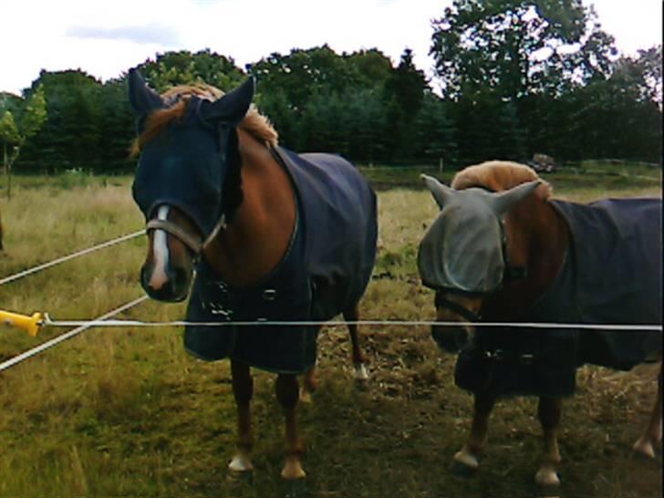 New Forest Sunshine - de to guld klumber<3:D billede 7
