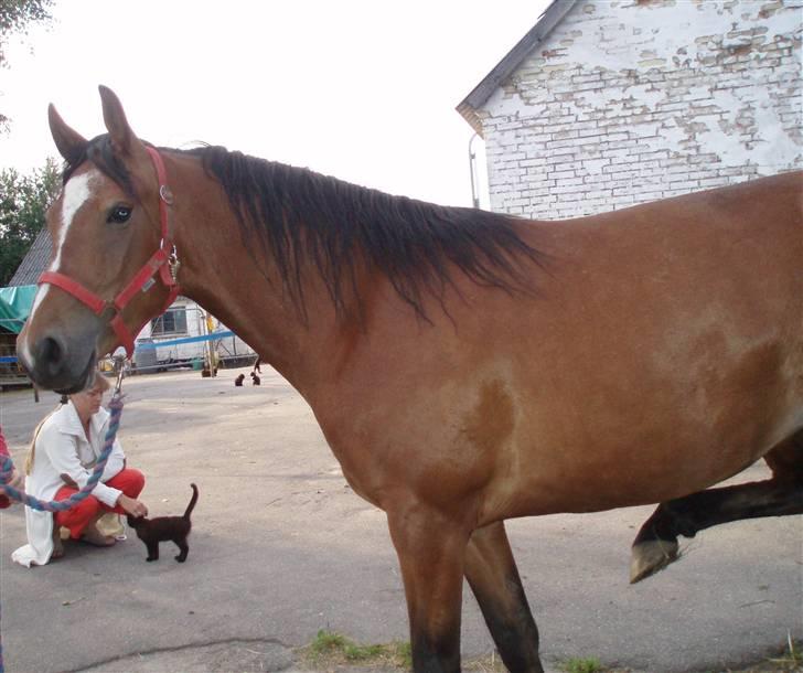 DSP Thorups Manilla - 10. juli 2007 billede 14