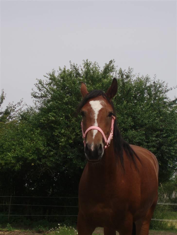 DSP Thorups Manilla - 14. juli 2007 billede 16