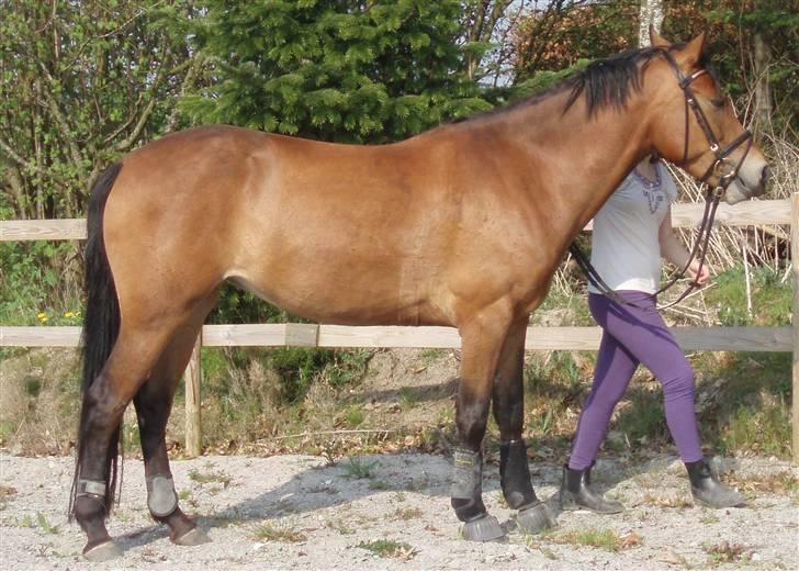 DSP Thorups Manilla - 29. april 2009 billede 18