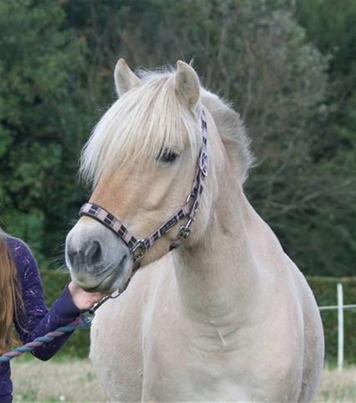 Fjordhest Fenja billede 18