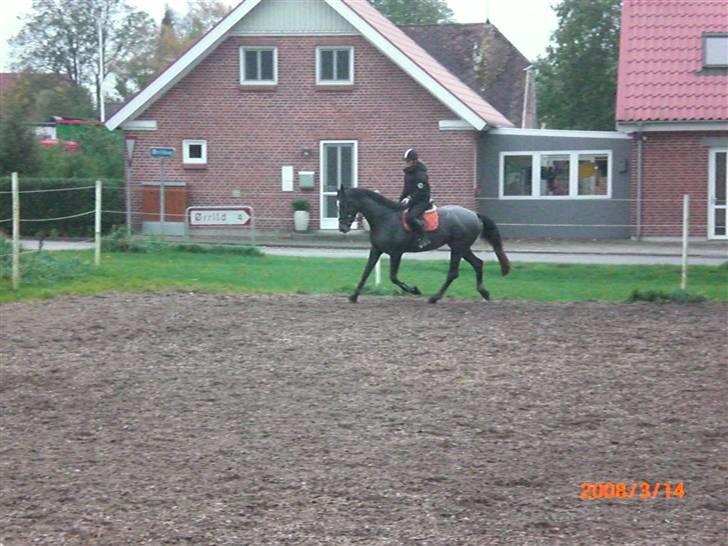 Dansk Varmblod Channmain (SOLGT)  billede 9